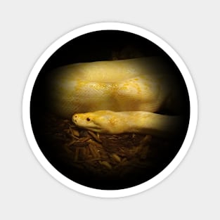 Albino python Magnet